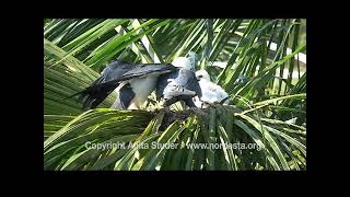 Elanoides forficatus Swallowtailed kiteGaviãotesoura [upl. by Susie]