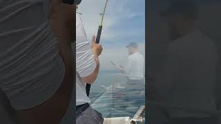 panula za zubaca  mrtva lignja  fishing trolling dentexcroatia [upl. by Junette360]