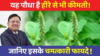 दवाइयाँ भी बेअसर इस चमत्कारी पौधे के आगे  Benefits of Apamarg chirchita  Dr Bimal  SAAOL [upl. by Sipple]