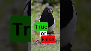 Which Magpie Fact is FICTION nature birds wildlife [upl. by Amice]