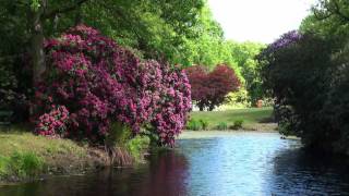 Lütetsburger Schlosspark Rhododendron und Azaleenblüte 2011 HD [upl. by Eidnim696]