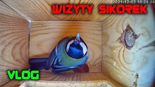 Wizyty sikorek w budce lęgowej  LabFun [upl. by Abagael]