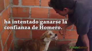 ¡El amor puede todo Hasta borrar el maltrato animal en Homero [upl. by Suzie]