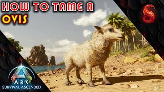 ARK SURVIVAL ASCENDED WHERE TO FIND AND HOW TO TAME OVIS [upl. by Demah]