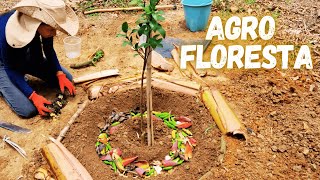 Plantando muda de Ponkan  Rodeiro agroflorestal sitio vidanaroça 36 [upl. by Narik]