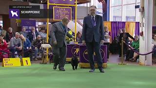 Schipperkes  Breed Judging 2019 [upl. by Darren790]