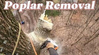 Large Poplar Tree Removal [upl. by Neelear]