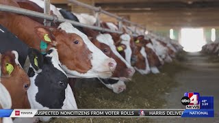 8 Cache Co dairy facilities under quarantine after bird flu cases confirmed in cattle [upl. by Kemp896]