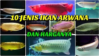 JENISJENIS IKAN ARWANA  DAN HARGANYA [upl. by Riddle]