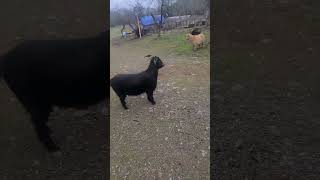 My sheep black belly sheepfarm pets family youtubeshorts youtube [upl. by Simonne]