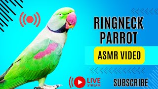 Whistling and Chirping from a Calm Ringneck Parrot – StressFree ASMR [upl. by Sammons274]