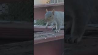 Want to see a very close up squirrel Watch this [upl. by Reste]