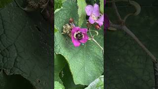 Bee ASMR nature bee shorts pollution [upl. by Asli919]