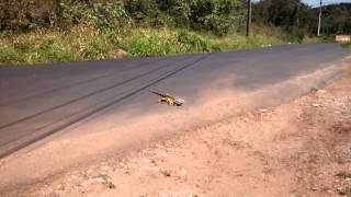 Iguana corriendo [upl. by Claudy249]