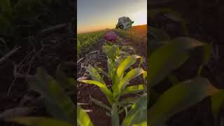 agricultura siembraycosecha soñar logros rancho [upl. by Spear]