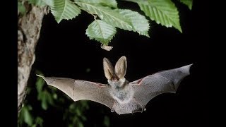 Bat hunting Insects  Fledermaus jagt Insekten [upl. by Lizzie]