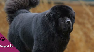 Don’t Be Misled by His Look Newfoundland Dog is a Sweet Giant [upl. by Ruskin516]