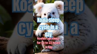 Koala sleep cycle shorts viralvideo animalfacts facts generalknow [upl. by Eudora]