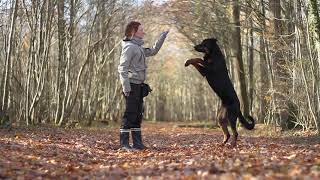 Orion Beauceron Tricks 15 years [upl. by Htomit]