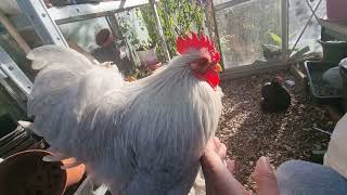 Pekin Bantam Lavender Male Pekin Bantams Backyard Chickens Pet Chickens [upl. by Canter]