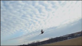 Last Day of Thanksgiving weekend 2024 Iowa pheasant hunting  Small Munsterlander [upl. by Guenzi825]