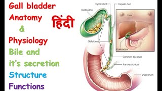 Gall bladder anatomy amp physiology in hindi  Bile functions  structure  Secretion [upl. by Ibot]