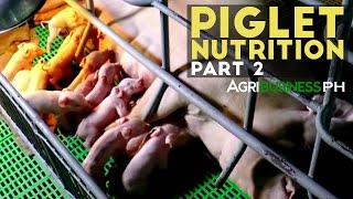 Piglet Nutrition Part 2  Sow Feeding and Weaning  Agribusiness Philippines [upl. by Meryl]