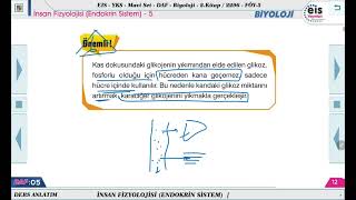 Mavi Set Biyoloji 2  İnsan Fizyolojisi Endokrin Sistem  5 🔬 [upl. by Lesley]