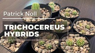 Unboxing Trichocereus Hybrid Seedlings  Patrick Noll Hybrids  Cactus [upl. by Morten609]