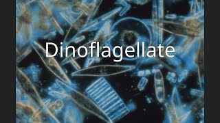 Dinoflagellate [upl. by Nnylyam256]