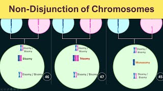 NonDisjunction of chromosomes  Trisomy Monosomy amp Disomy [upl. by Nakada]