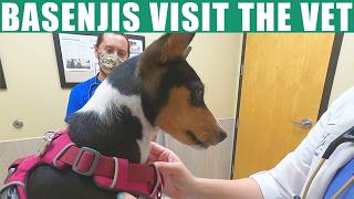 Basenjis Visit The Vet [upl. by Alvarez]