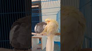 Cockatiel birds preening each other 🐦  birds [upl. by Zadoc]