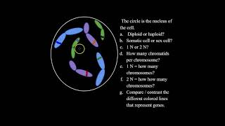 What are Diploid and Haploid Cells and How to Solve Haploid and Diploid Problems for Bio Classes [upl. by Ailaroc]