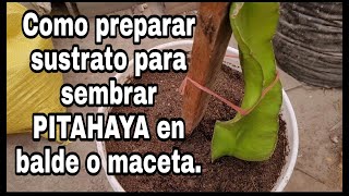 Como preparar sustrato para sembrar pitahaya en balde maceta o bolsa maceta [upl. by Castle]