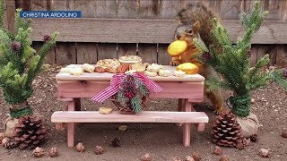 Denver7 viewer creates Thanksgiving spread for squirrels [upl. by Cohn]