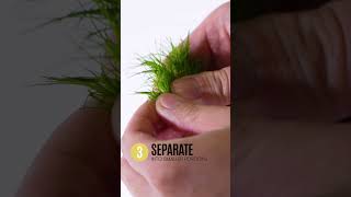 How to Prepare Tissue Culture Plants [upl. by Baird529]