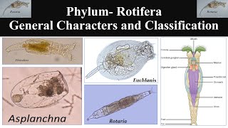 Rotifera  Phylum Rotifera  General characters of Rotifera  Classification of Phylum Rotifera [upl. by Liborio]