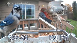 11112024 Flathead Valley Bird Cam [upl. by Tann]