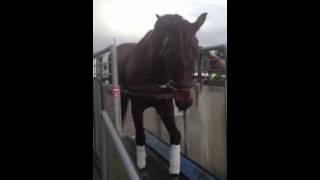 Welminghs first day on the treadmill by Susan Wachowich [upl. by Thunell]