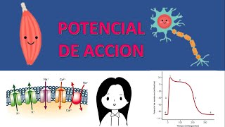 POTENCIAL DE ACCION CARDIACO Canales de sodio potasio y de calcio  Fisiología de Guyton amp Hall [upl. by Ber]