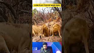 Lions Play Tug of War with Escaping Warthog Captivating Wildlife Moment [upl. by Leasi]