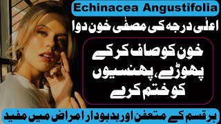 Echinacea Angustifolia Homeopathic Medicine Uses amp Symptoms in UrduHindi [upl. by Hadleigh288]