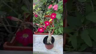 Hermosa flor de Adenium planta bonita music love adenium flores plantas plants [upl. by Anibur]