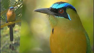 Lessons Motmot and its Call [upl. by Gnik]