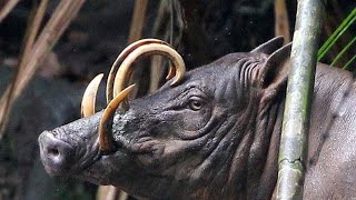 Babirusa – When Nature Had A Rough Time Creating You Shorts [upl. by Clemens]