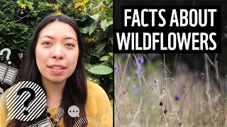 Why are wildflowers important  Top facts  WWF [upl. by Munroe]