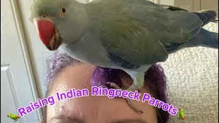 🦜Raising Indian Ringneck Parrot🦜 indianparrot birds petparrots pets birdshorts indianringneck [upl. by Htnnek]