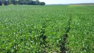 Pioneer Soybean Plot 2013 Lewiston  Week 7 [upl. by Agan]