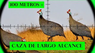 Carabina de aire comprimido de largo alcance  FX Crown MK2  Furiosa  Gallina de guinea [upl. by Neeka]